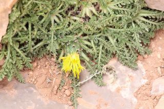 Centaurea achilleifolia Homrani-Bakali & Susanna [2/15]