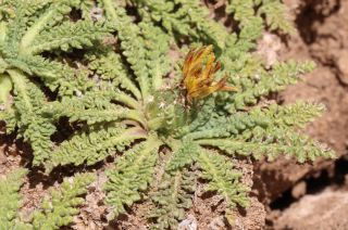 Centaurea achilleifolia Homrani-Bakali & Susanna [5/15]