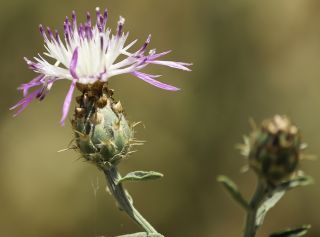 Centaurea diluta Aiton subsp. diluta [4/10]