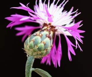 Centaurea diluta Aiton subsp. diluta [9/10]