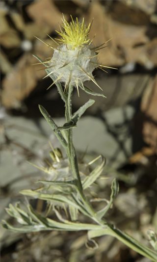 Centaurea eriophora L. [3/10]