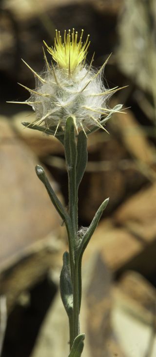 Centaurea eriophora L. [5/10]