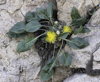 Centaurea litardierei Jahand. & Maire [8/9]