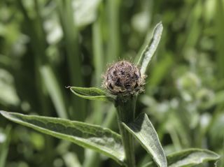 Centaurea nigra subsp. gueryi (Maire) Maire [3/9]