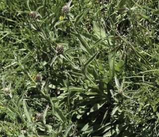 Centaurea nigra subsp. gueryi (Maire) Maire [2/9]