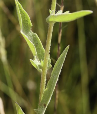 Centaurea nigra subsp. gueryi (Maire) Maire [6/9]