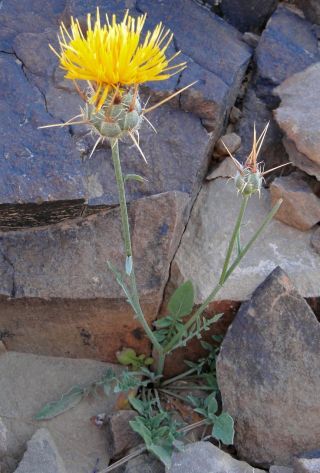 Centaurea pubescens Willd. [7/11]