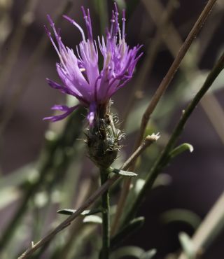 Centaurea resupinata Cosson subsp. simulans (Emb. & Maire) Breitw. & Podlech [7/12]