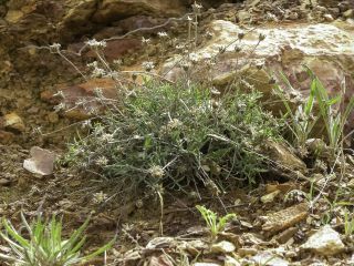 Centaurea resupinata Cosson subsp. simulans (Emb. & Maire) Breitw. & Podlech [10/12]