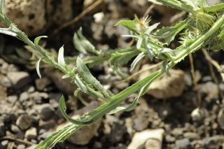 Centaurea sulphurea Willd. [7/7]