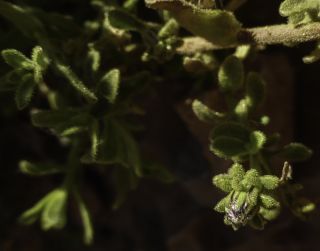 Chiliadenus rupestris Pomel) Brullo [4/8]