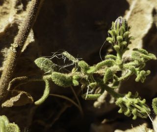 Chiliadenus rupestris Pomel) Brullo [8/8]