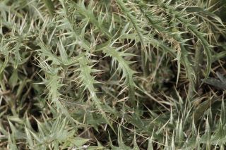 Cynara baetica subsp. maroccana Wiklund [2/11]