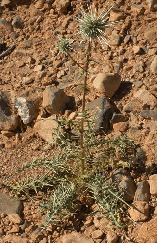 Echinops spinosissimus Turra subsp. spinosus Greuter [4/14]