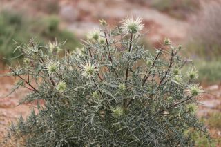 Echinops spinosissimus Turra subsp. spinosus Greuter [16/18]