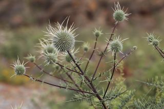 Echinops spinosissimus Turra subsp. spinosus Greuter [17/18]