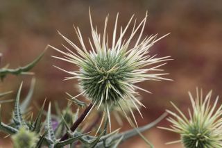 Echinops spinosissimus Turra subsp. spinosus Greuter [18/18]