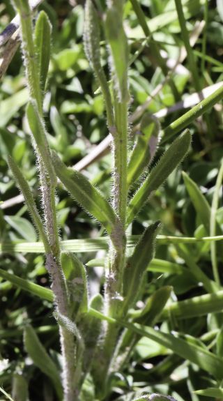 Erigeron acris subsp. mesatlanticus (Maire) Maire [2/4]