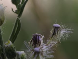 Erigeron sumatrensis Retz. [10/13]