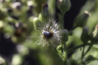 Erigeron sumatrensis Retz. [13/13]