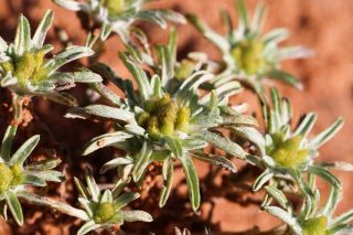 Filago carpetana subsp. maroccana (Braun-Blanq. & Maire) Dobignard [3/5]