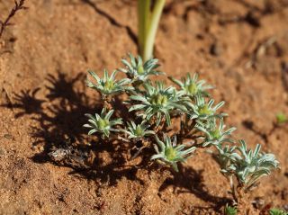 Filago carpetana subsp. maroccana (Braun-Blanq. & Maire) Dobignard [1/5]