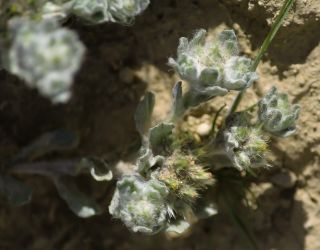 Filago desertorum Pomel [8/8]