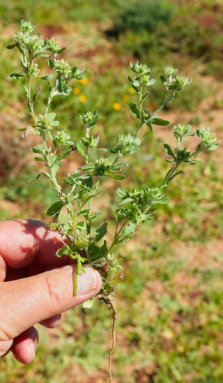 Filago pyramidata L. [7/9]