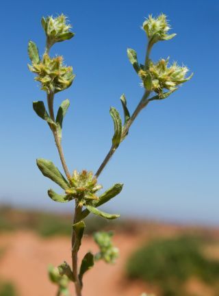 Filago pyramidata L. [9/9]
