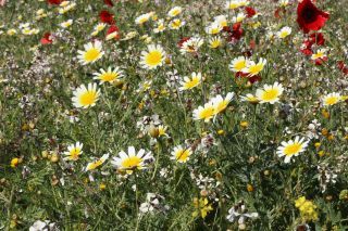 Glebionis coronaria (L.) Spach [9/9]