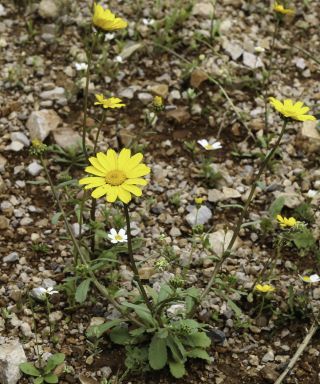 Glossopappus macrotus (Durieu) Briq. & Cavill. subsp. macrotus [3/13]