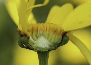 Glossopappus macrotus (Durieu) Briq. & Cavill. subsp. macrotus [8/13]
