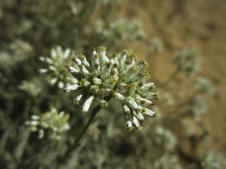 Helichrysum glumaceum DC. [2/4]