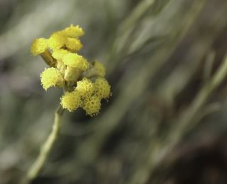 Helichrysum italicum (Roth) G. Don subsp. italicum [5/8]