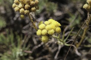 Helichrysum italicum (Roth) G. Don subsp. italicum [6/8]