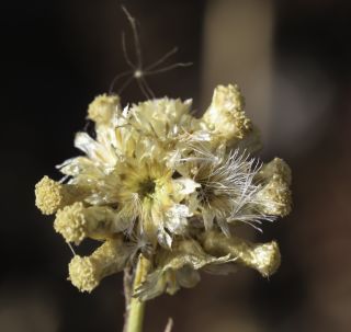 Helichrysum italicum (Roth) G. Don subsp. italicum [7/8]