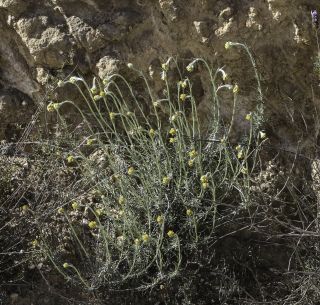 Helichrysum pomelianum Greuter [1/11]