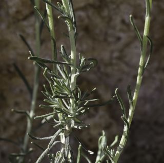 Helichrysum pomelianum Greuter [2/11]