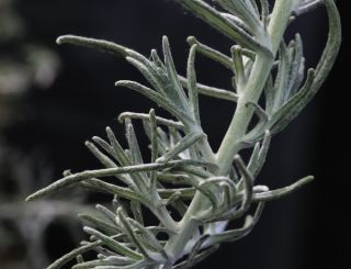 Helichrysum pomelianum Greuter [3/11]