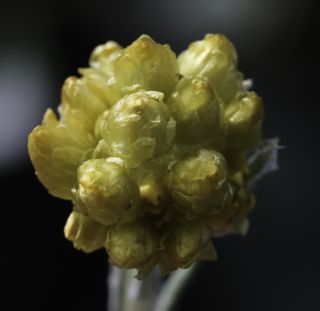 Helichrysum pomelianum Greuter [4/11]