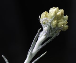 Helichrysum pomelianum Greuter [5/11]