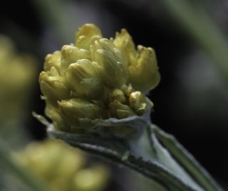 Helichrysum pomelianum Greuter [6/11]