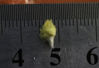 Helichrysum pomelianum Greuter [7/11]