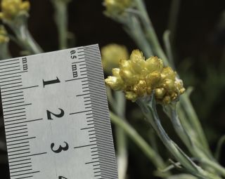 Helichrysum pomelianum Greuter [8/11]