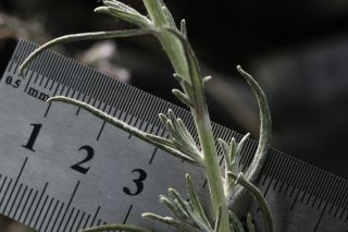 Helichrysum pomelianum Greuter [9/11]
