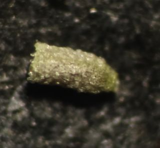 Helichrysum pomelianum Greuter [10/11]