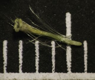 Helichrysum pomelianum Greuter [11/11]