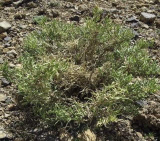 Hertia maroccana  ( Batt.) Maire [6/8]