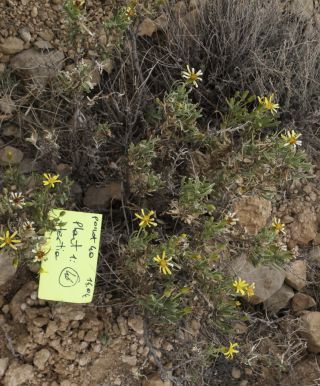 Hertia maroccana  ( Batt.) Maire [7/8]