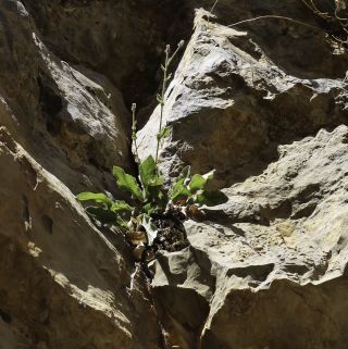 Hieracium amplexicaule subsp. atlanticum (Fries) Zahn [1/12]